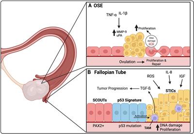 The Transcoelomic Ecosystem and Epithelial Ovarian Cancer Dissemination